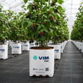 Cargar la imagen en la vista de la galería, Fibra de coco - Cultivo moras