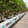 Cargar la imagen en la vista de la galería, Fibra de coco - Cultivo frambuesa