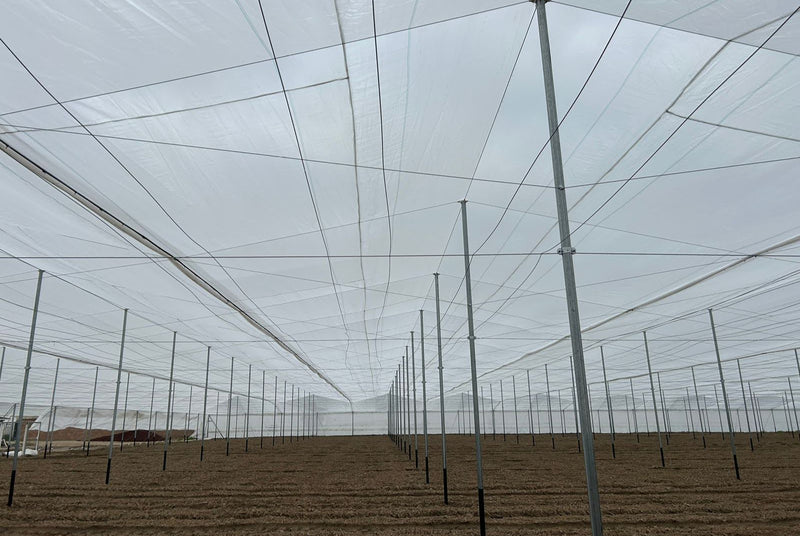 AGROEXPORTADORA | 100 HA