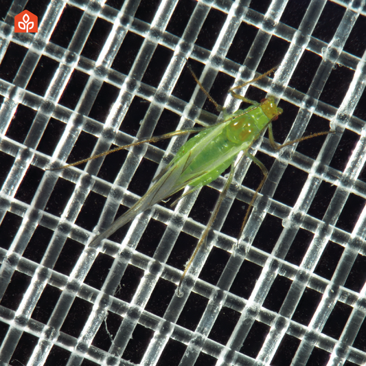 Anti-aphid mesh 40x40