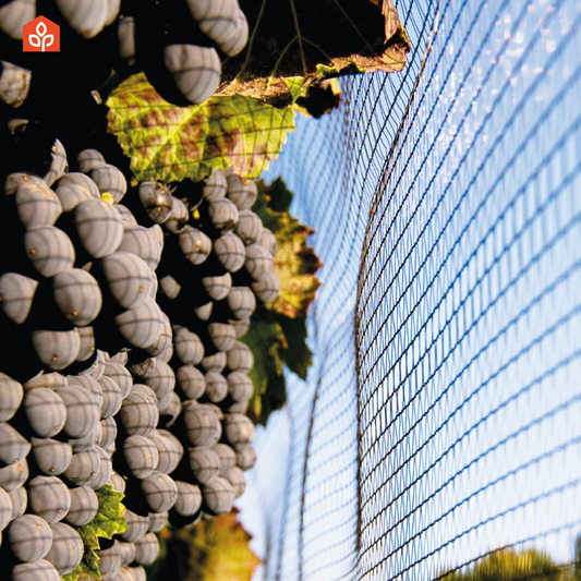 Anti-hail mesh vine