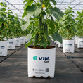 Cargar la imagen en la vista de la galería, Fibra de coco - Cultivo Pepino
