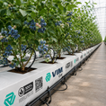 Cargar la imagen en la vista de la galería, Fibra de coco - Cultivo Árandanos
