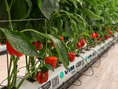 Load image into Gallery viewer, Fibra de coco - Cultivo Pimiento
