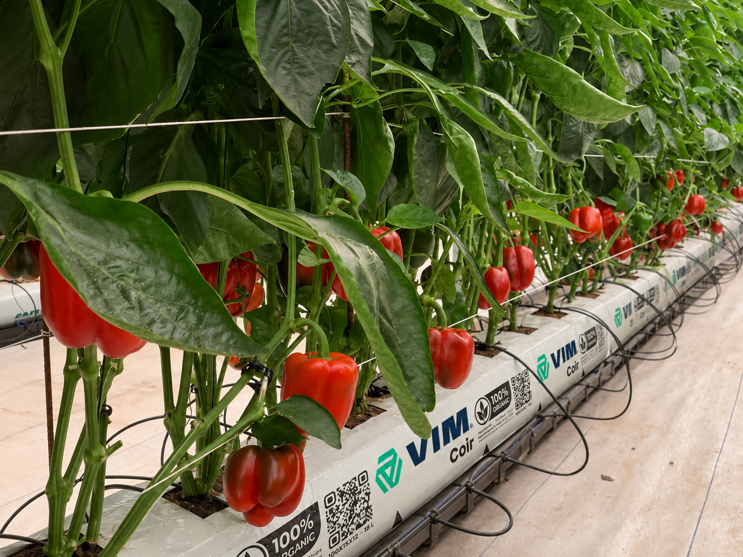 Fibra de coco - Cultivo Pimiento