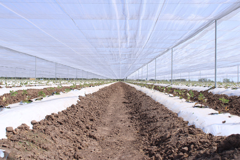 BELHER | 60 HA