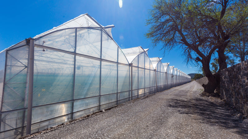 Greenhouse casement window